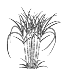 Cultivation